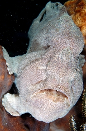 North Sulawesi-2018-DSC04740_rc- Giant frogfish - Antenaire geant - Antennarius commerson